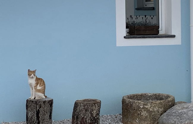 Monte Clérigo Casa de Campo - Photo 26