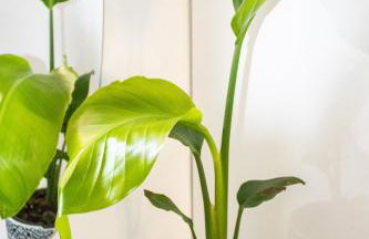 Duchess Harbour View - Foto 43