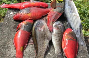 Cantinho dos Cagarros - Photo 27