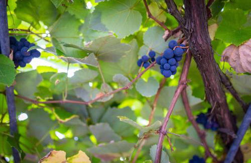 Milena Guest House - Photo 33