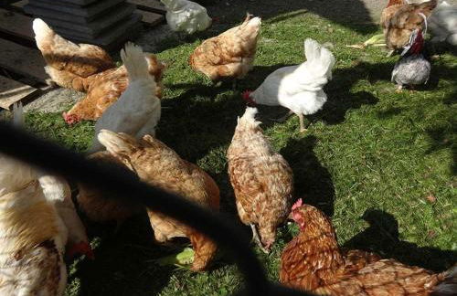 Franzenhof Markhart - Photo 75