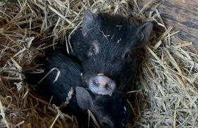 Ferienwohnung „Am Gnaucks Hutberg“ - Foto 6