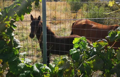 O κήπος της Εδέμ / Garden of Eden - Foto 11