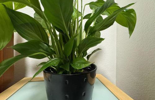 TKS Modern 1BED Flat, London - Foto 52