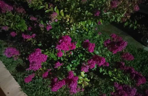 Alexandra's garden - Photo 18