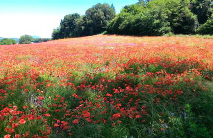 Agriturismo San Filippo - Foto 32
