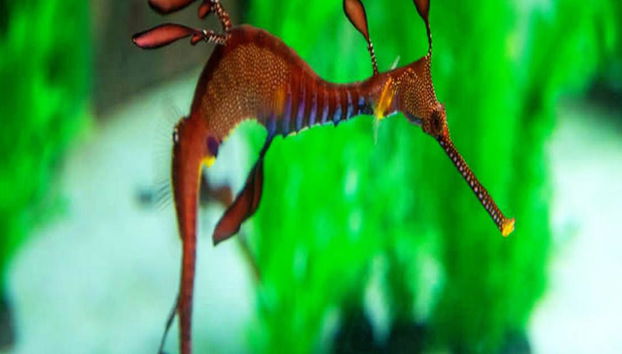 Visite Guidée du Monde des Hippocampes - Photo 3