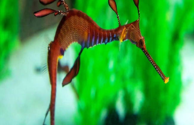 Tour Guiado pelo Mundo dos Cavalos-Marinhos - Foto 3