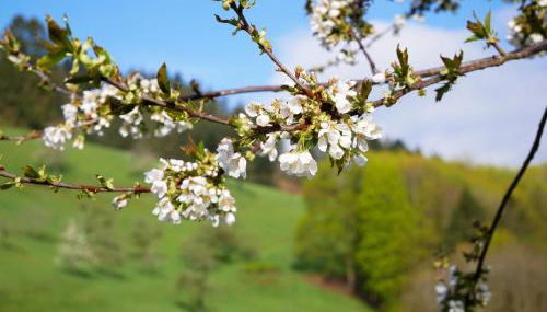 Bühlbauernhof - Foto 5