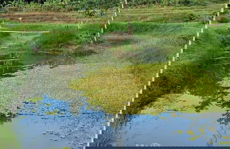 Asuneus Farm - Foto 16