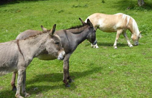 Haus am Rotwiesenbach - Foto 31
