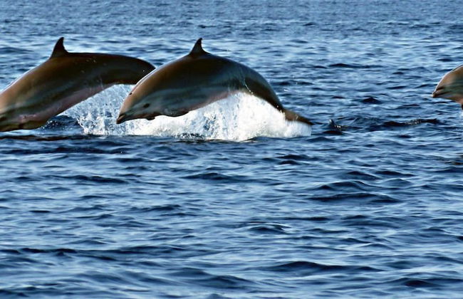 Ciliks Beach Garden - Foto 31