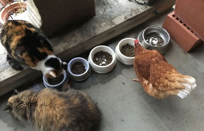 Farm in the Agerital - Foto 6