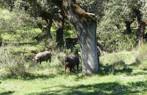Agua de mayo - Foto 22