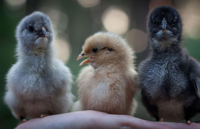 Balingup Heights Hilltop Forest Cottages - Foto 44