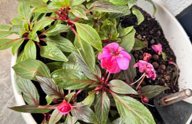 Appartement entièrement rénové proche de Paris - Foto 11