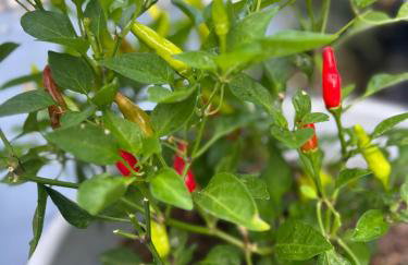 Artistic Retreat, King Suite with Private Balcony! - Foto 69