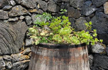 Adega do Fogo - Photo 51