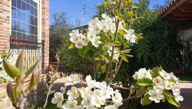 Casa Rural Dani. Escalona - Foto 4, Garden