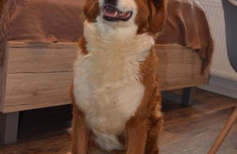 Ferienwohnungen Busch`s Gästehaus - Photo 20