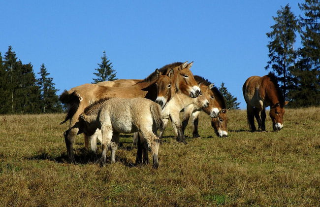 Holiday Apartment 1S oak Grove - Foto 11