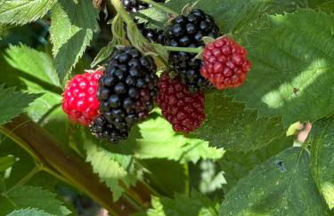 Dornröschen-Loft - Photo 65