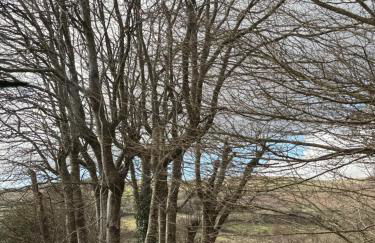 Pinewood Lodge - Foto 3