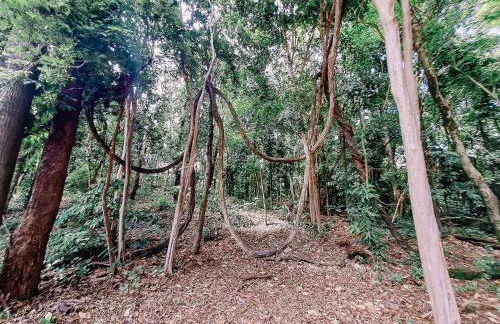 Recanto das Videiras - Casa em Vinícola - Foto 111