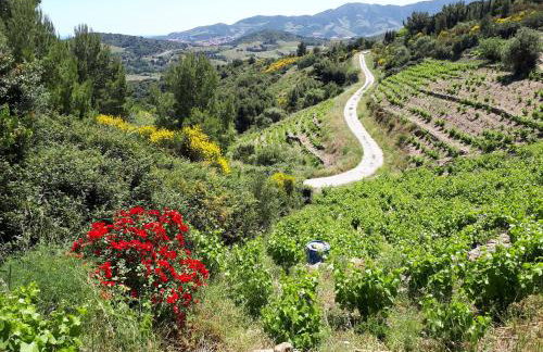 Les hauts de Port Vendres - Foto 10