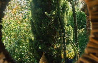 Villa Tropica, total privacy, tropical garden and private pool - Photo 45