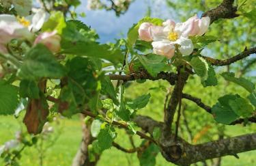 Auwer Hills - On dr Schür - Foto 8