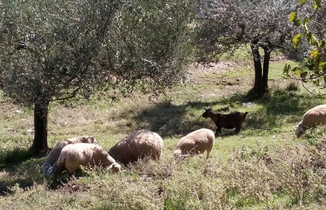 Agriturismo Fratelli Angelucci - Foto 20