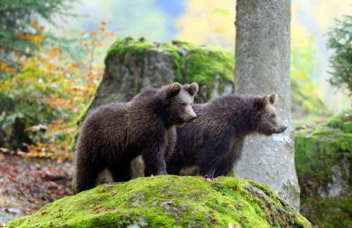 Ferienhaus Kirchl - Foto 25