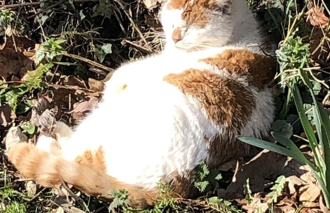 The Peacock Shepherds Hut at Hafoty Boeth - Foto 12
