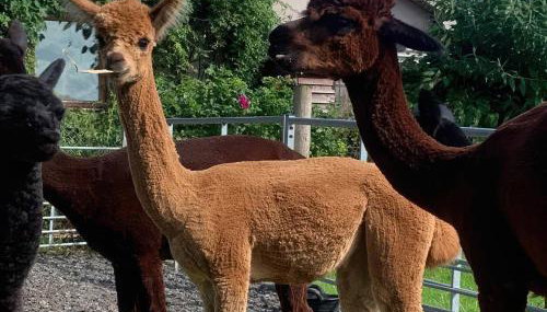 Wellinghill Cottage - Foto 4