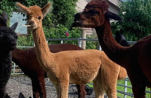 Wellinghill Cottage - Foto 4