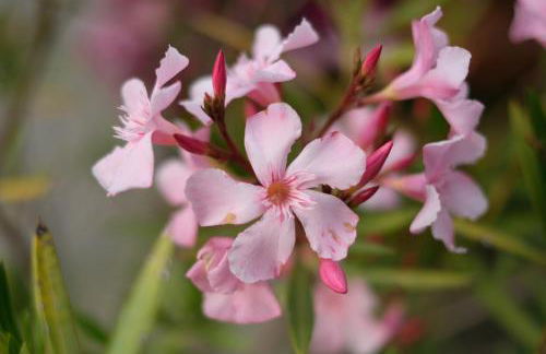 Agriturismo Bisenzio - Foto 20