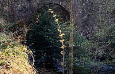 Chalet des Jonquilles - Au calme, bordant la forêt - Foto 33