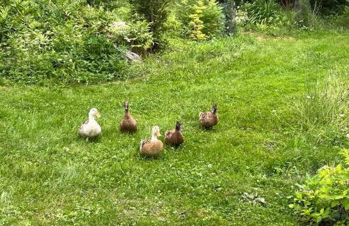 Falls Farmstead 1865 Ellis House Cozy and Comfy Apt #1 - Foto 32