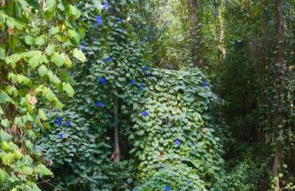 Solar Alegria - Foto 41