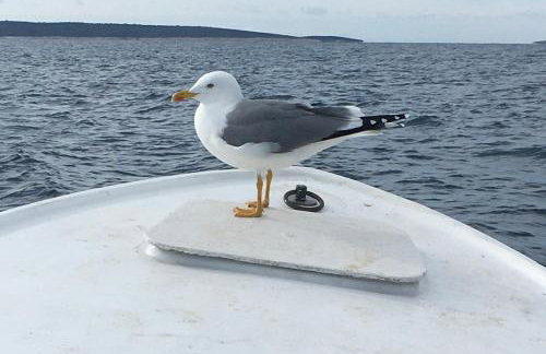 APARTMENT ŽUŽI Otok Silba Hrvatska - Foto 20