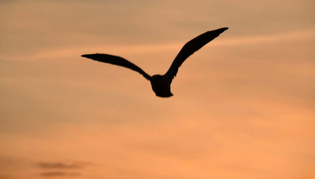 Tour in Isla Cristina - Foto 4