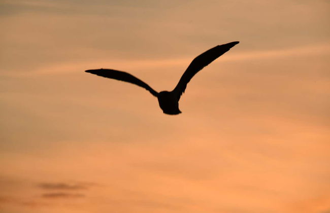 Paseo en barco por la ría de Isla Cristina - Foto 4