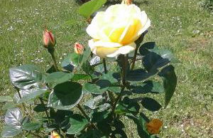 Apartment Gabi - Foto 37