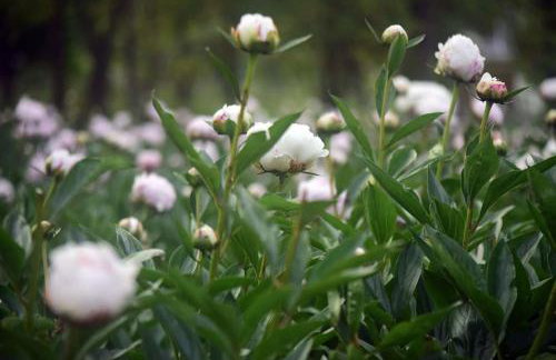 Villa Mi, Rukavac Opatija Riviera - Photo 59