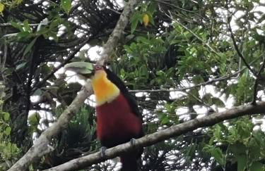 Refúgio Mata Atlântica, Riacho, Piscina, Natureza - Foto 42