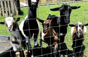 Creekside A-Frame Retreat with Treehouse Views, Hammock Lounge & Indoor-Outdoor Shower in New Port, Tennessee - Foto 10