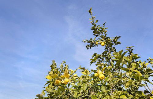 Casa tra gli ulivi vicino al mare - Foto 19