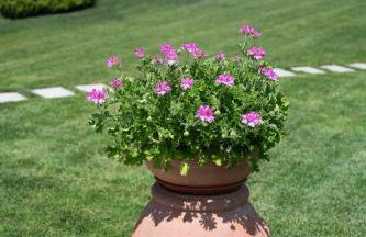 Le Fonti Casa Vacanze - Foto 31