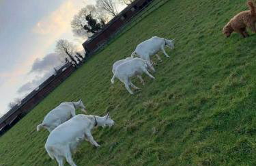 Brook lodge 2 - Photo 6